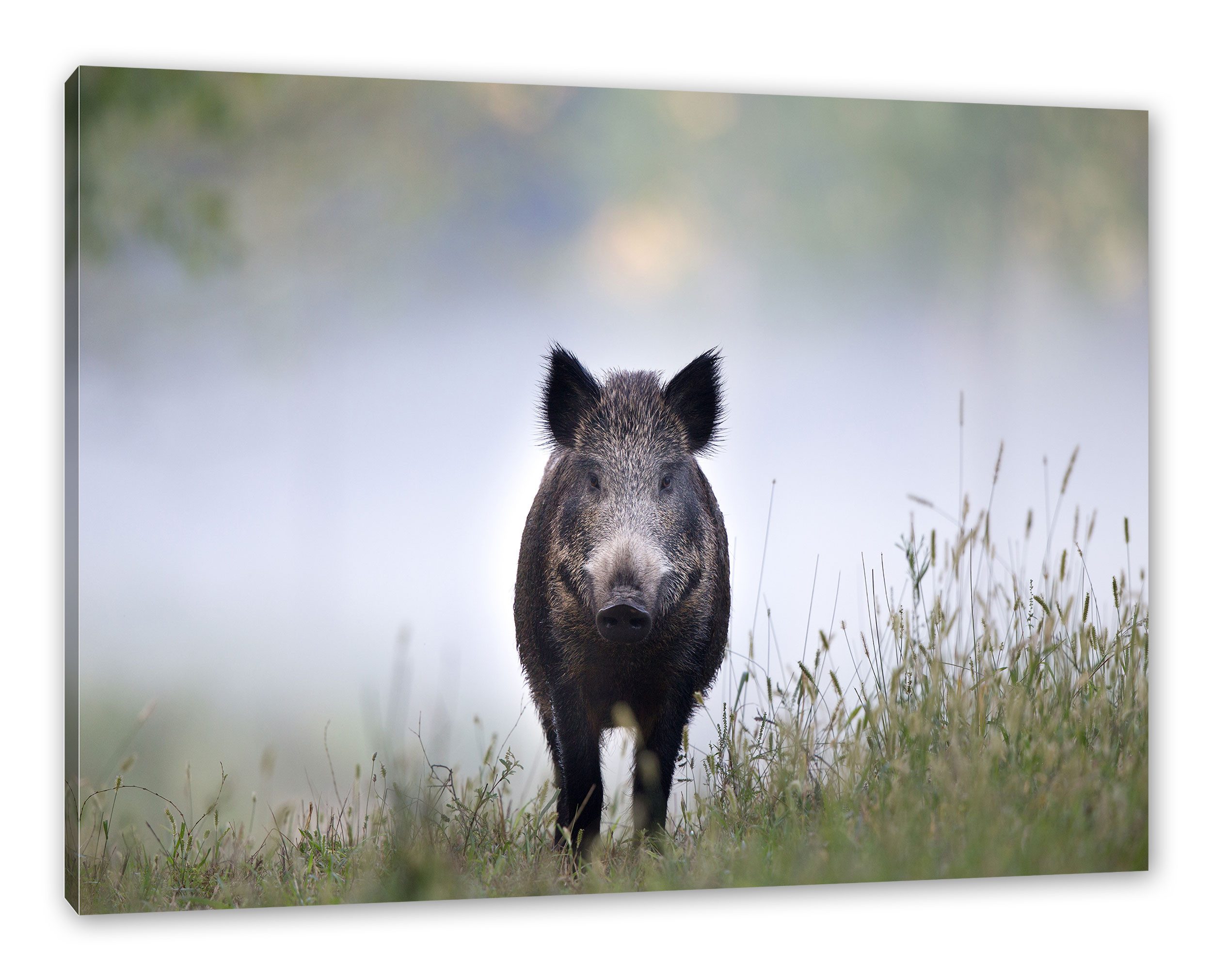 Pixxprint Leinwandbild Wildschweinauf einer Wiese im Nebel, Wildschweinauf einer Wiese im Nebel (1 St), Leinwandbild fertig bespannt, inkl. Zackenaufhänger