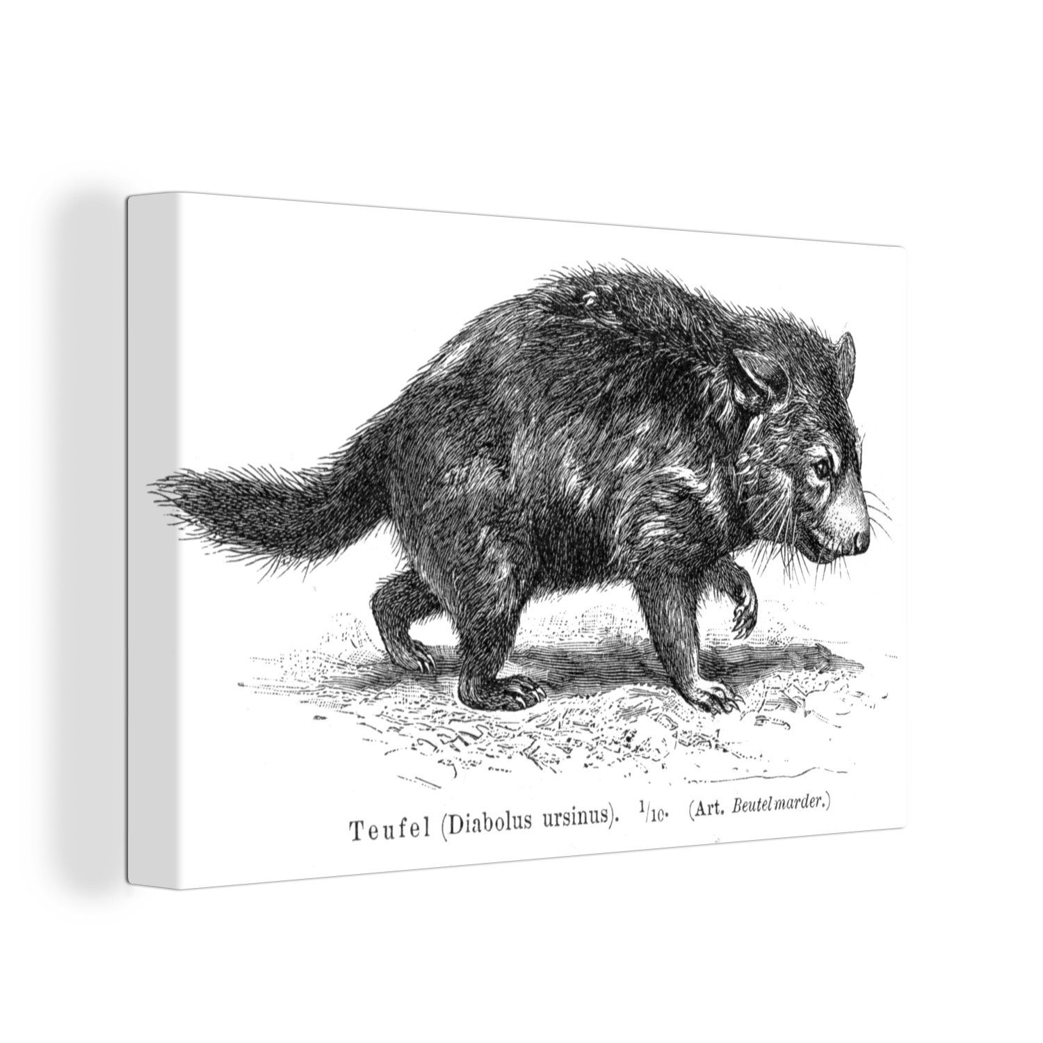 Wandbild tasmanischen Aufhängefertig, eines (1 Eine Teufels, OneMillionCanvasses® Illustration Leinwandbild Leinwandbilder, St), Wanddeko, cm 30x20