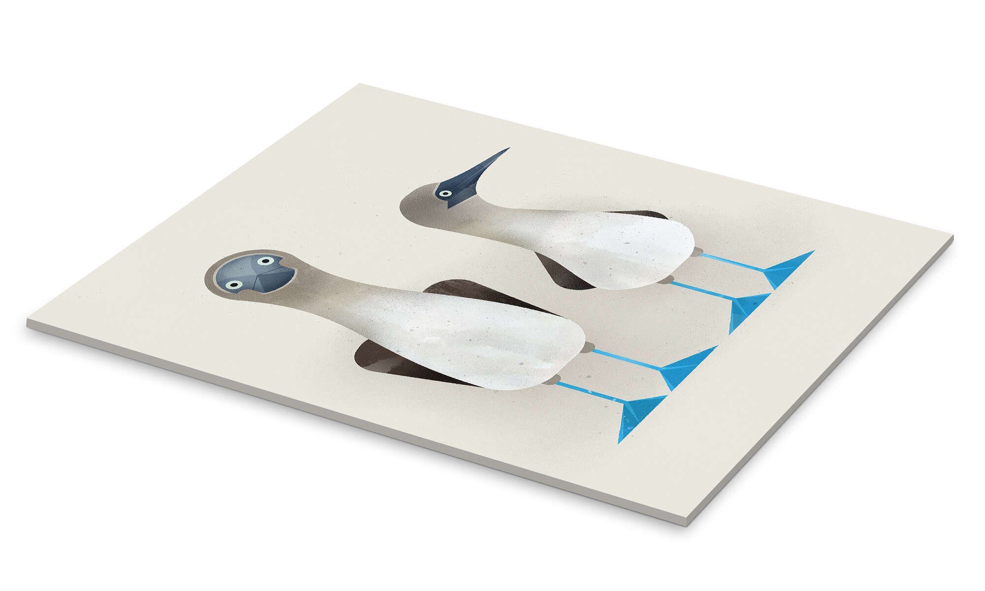 Posterlounge Poster Dieter Braun, Blaufußtölpel, Jungenzimmer günstig online kaufen