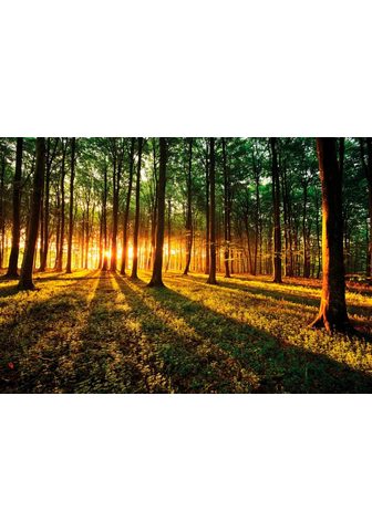  Фотообои »Sonnenaufgang в Wald&l...