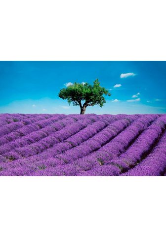  Фотообои »Provence - Lavendelfel...