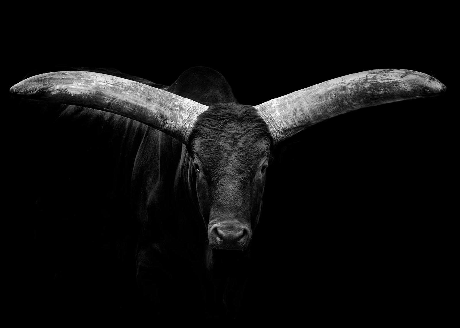 Alu-Dibond-Druck »Ochse«, Tiermotiv, 140/100 cm | OTTO