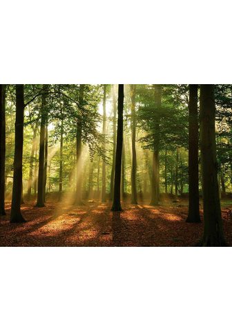  Фотообои »Sonnenstrahlen в Wald&...