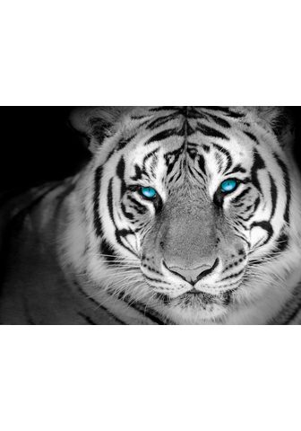  Фотообои »Tiger«