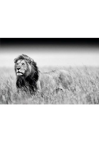  Картина »Löwe«