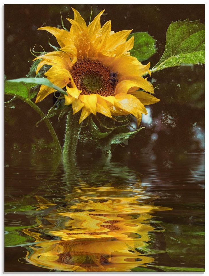 Artland Glasbild Sonnenblume mit Wasserspiegelung, Blumen (1 St), in verschiedenen  Größen