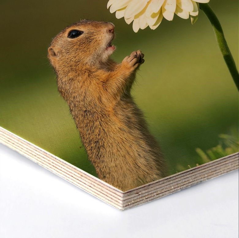 Wall-Art Holzbild Eichhörnchen (1 Blumen, Holzbild St)