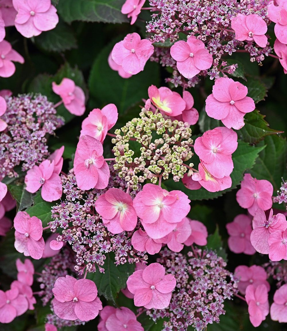 BALDUR Garten Zierstrauch Hortensie 'Pink Lace', 1 St., Tellerhortensie, winterhart, mehrjährig, reichblühend