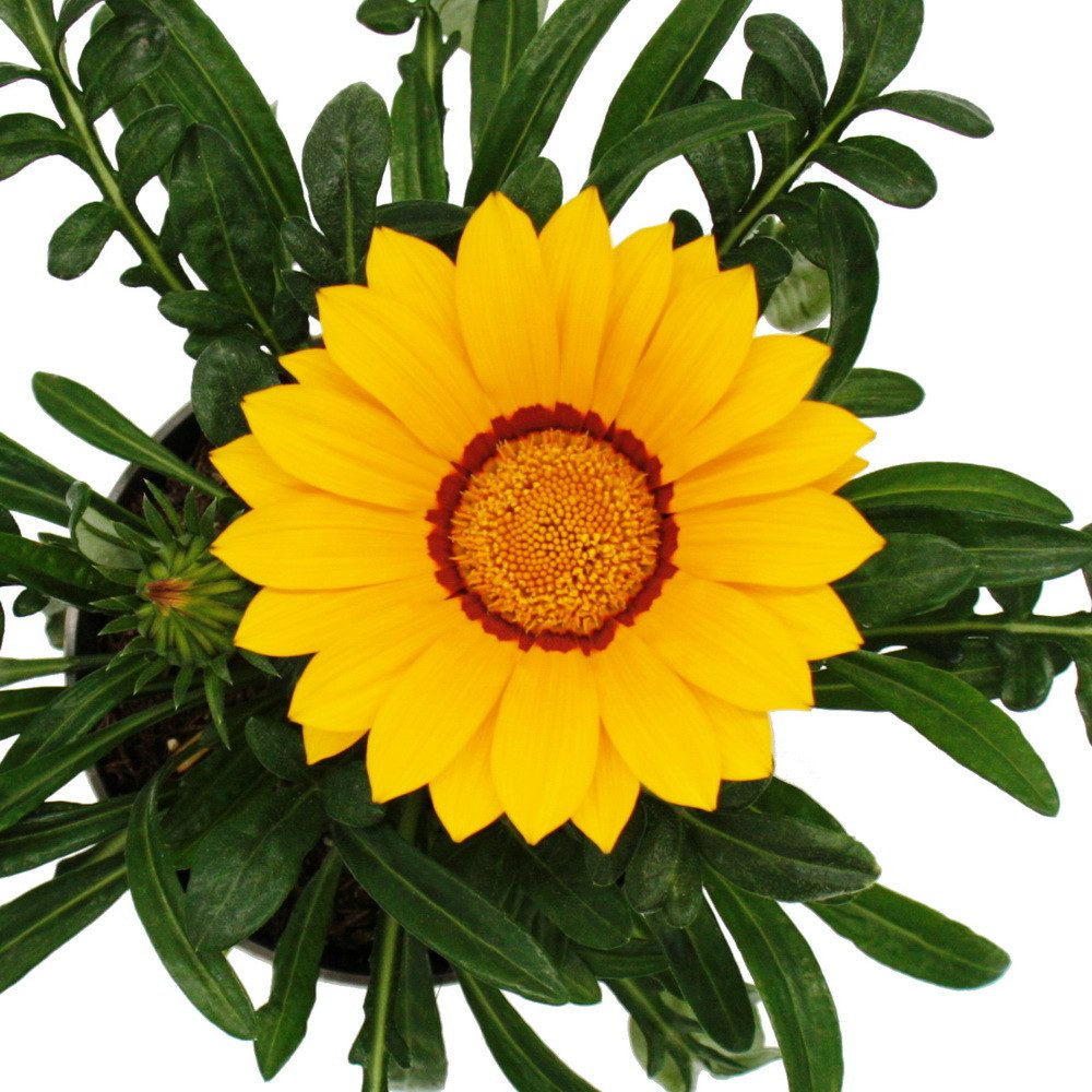 Exotenherz Beetpflanze Mittagsgold Gazania "Big Kisses" verschiedene Farben 12cm Topf 3er Set