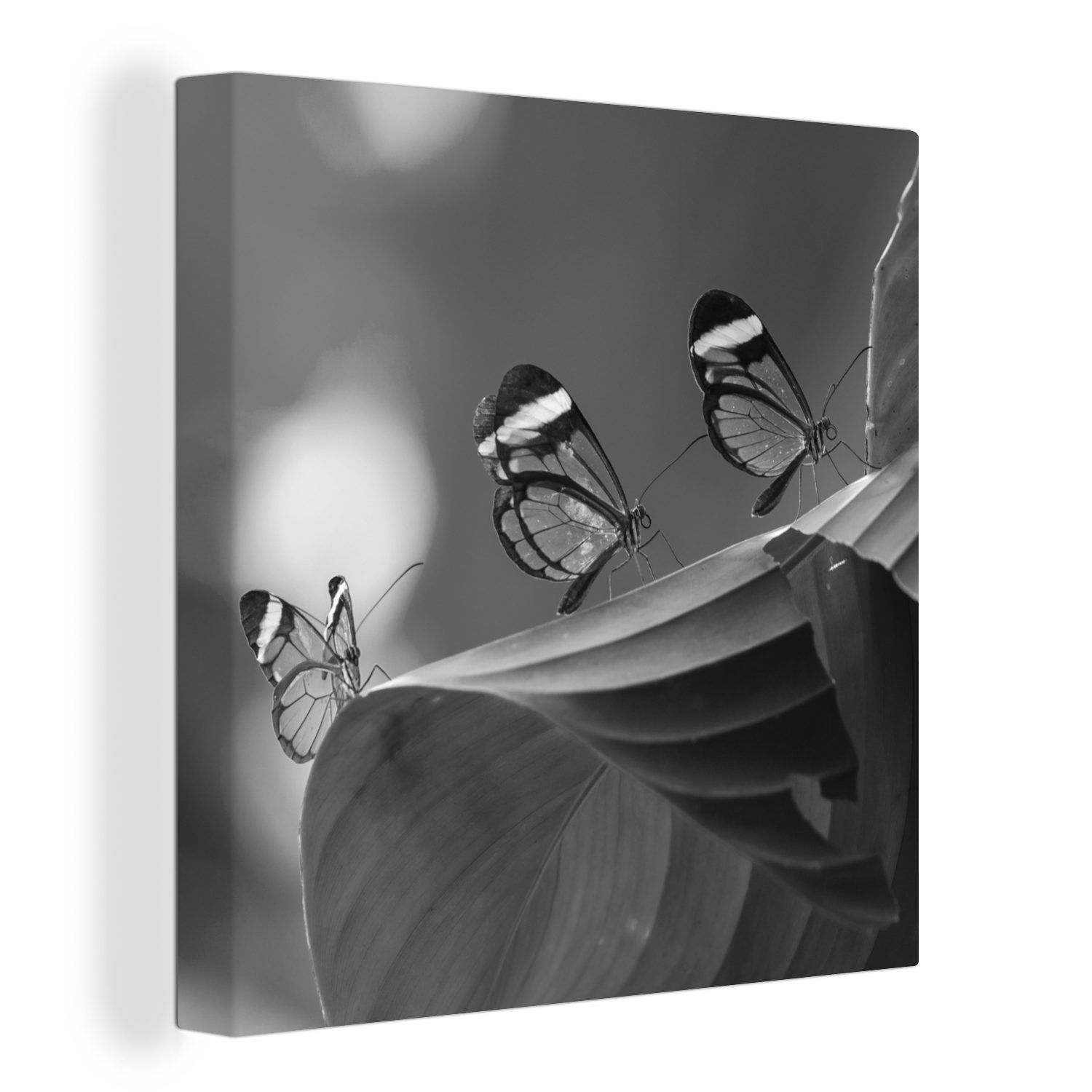OneMillionCanvasses® Leinwandbild Transparenter Schmetterling auf einem Blatt in Costa Rica in schwarz, (1 St), Leinwand Bilder für Wohnzimmer Schlafzimmer