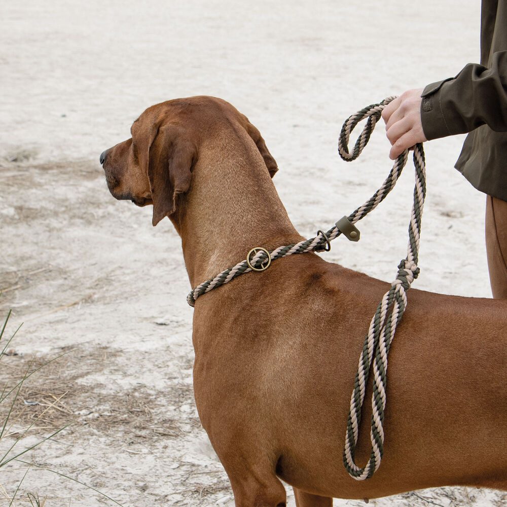 Trendfährte Führleine Schecker Hunde Retrieverleine - Paracord - Messing, Paracord, Messing, BioThane® (Packung, 1-tlg), Liebevolle Handarbeit aus Ostfriesland