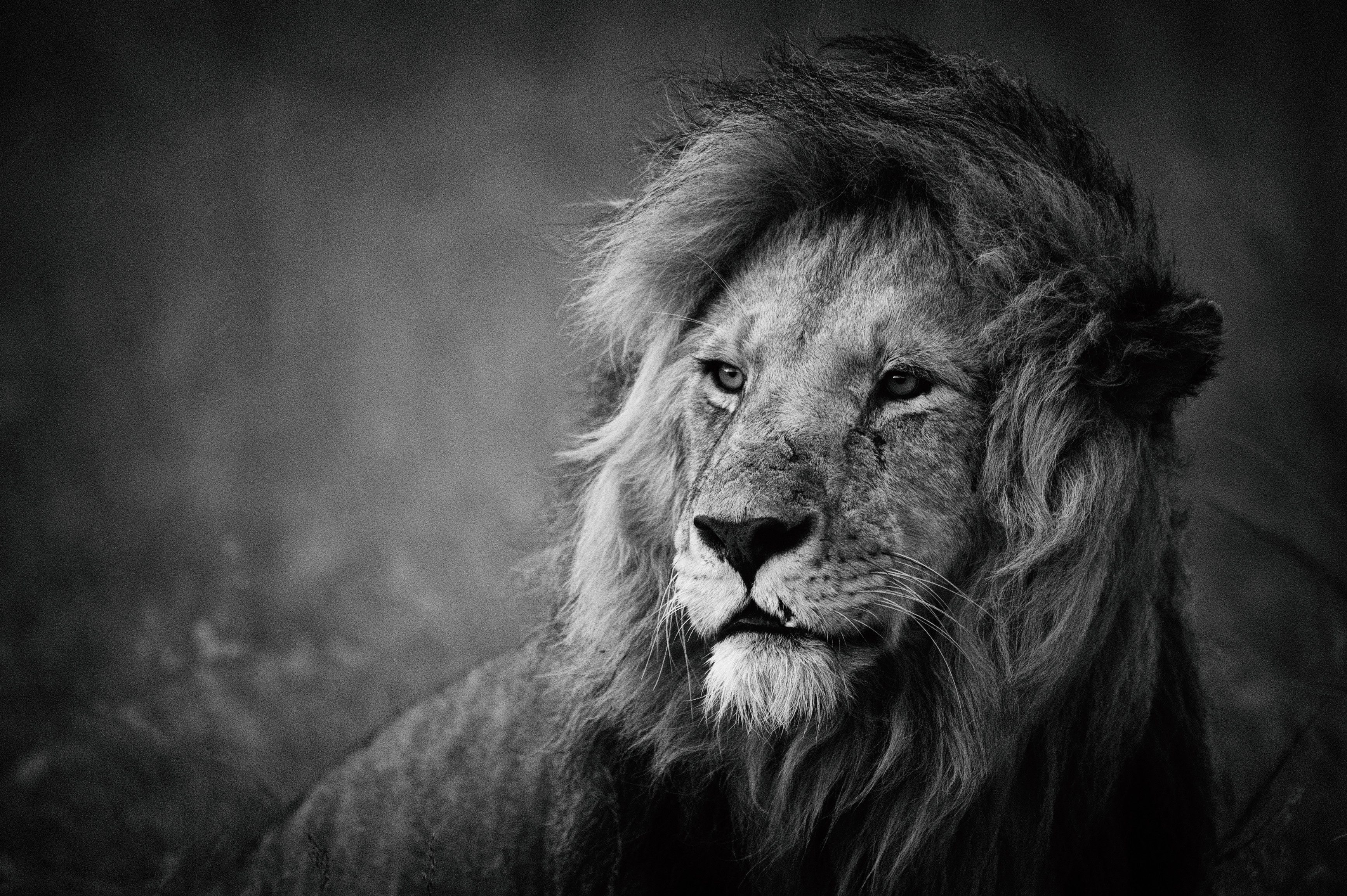 Papermoon Fototapete VLIES-Tapete Premium Tier Lion Löwe Afrika Sahara Schwarz Weiß Natur, Kleister KOSTENLOS, reduziert, 3D-Effekt, restlos trocken abziehbar, (komplett Set inkl. Tapetenkleister, 8433), Wandtapete Bild Dekoration Wand-Dekor Motiv Tapete Poster