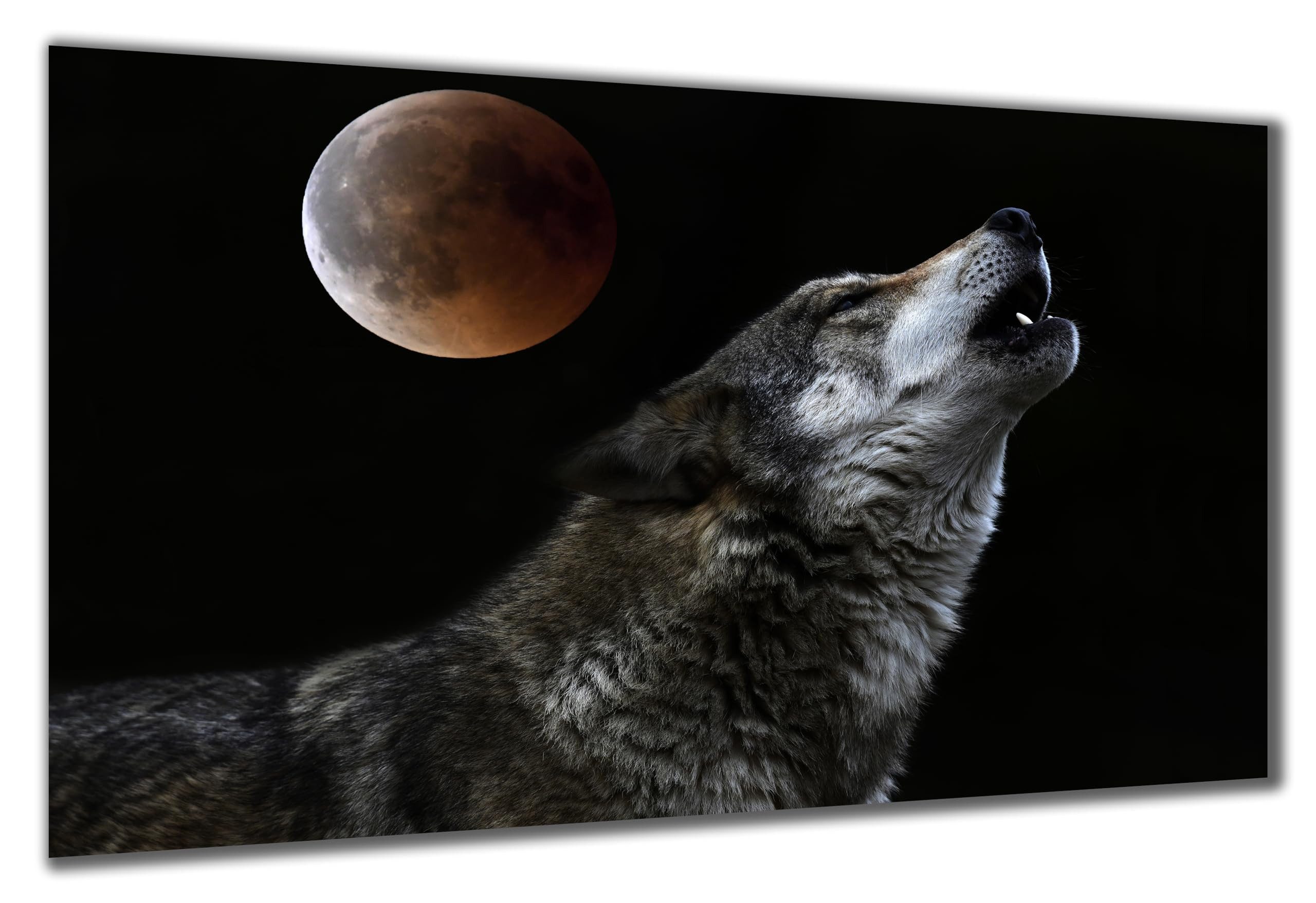 DARO Design Wandbild Wolf Wandbilder Wand Deko Bilder Geschenk Modern Leinwandbild, (Wolf heult - Bild groß Wohnzimmer Schlafzimmer Büro Flur Esszimmer Einteilig Querformat Fotodruck Wolf), 70x50 cm