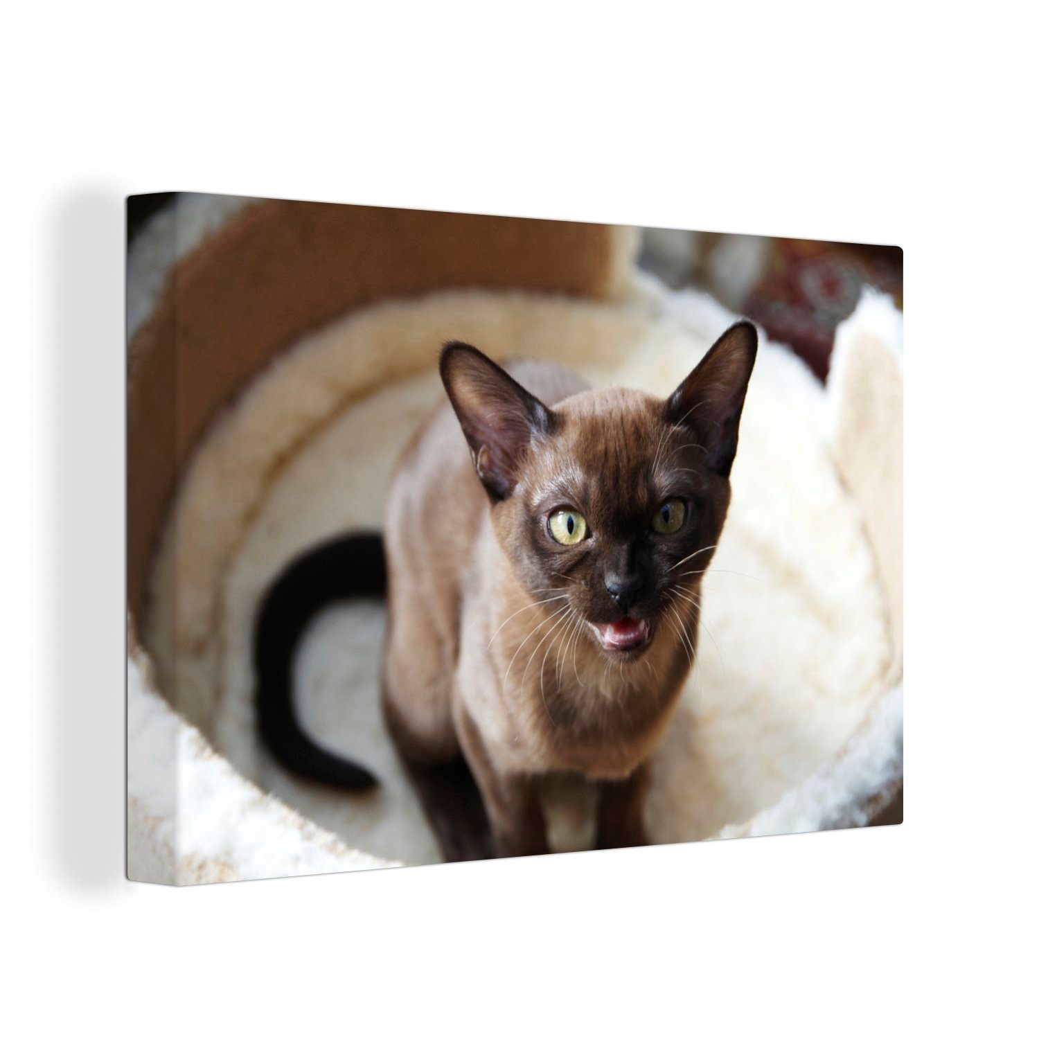 OneMillionCanvasses® Leinwandbild Niedliche kleine burmesische Katze im Korb, (1 St), Wandbild Leinwandbilder, Aufhängefertig, Wanddeko, 30x20 cm