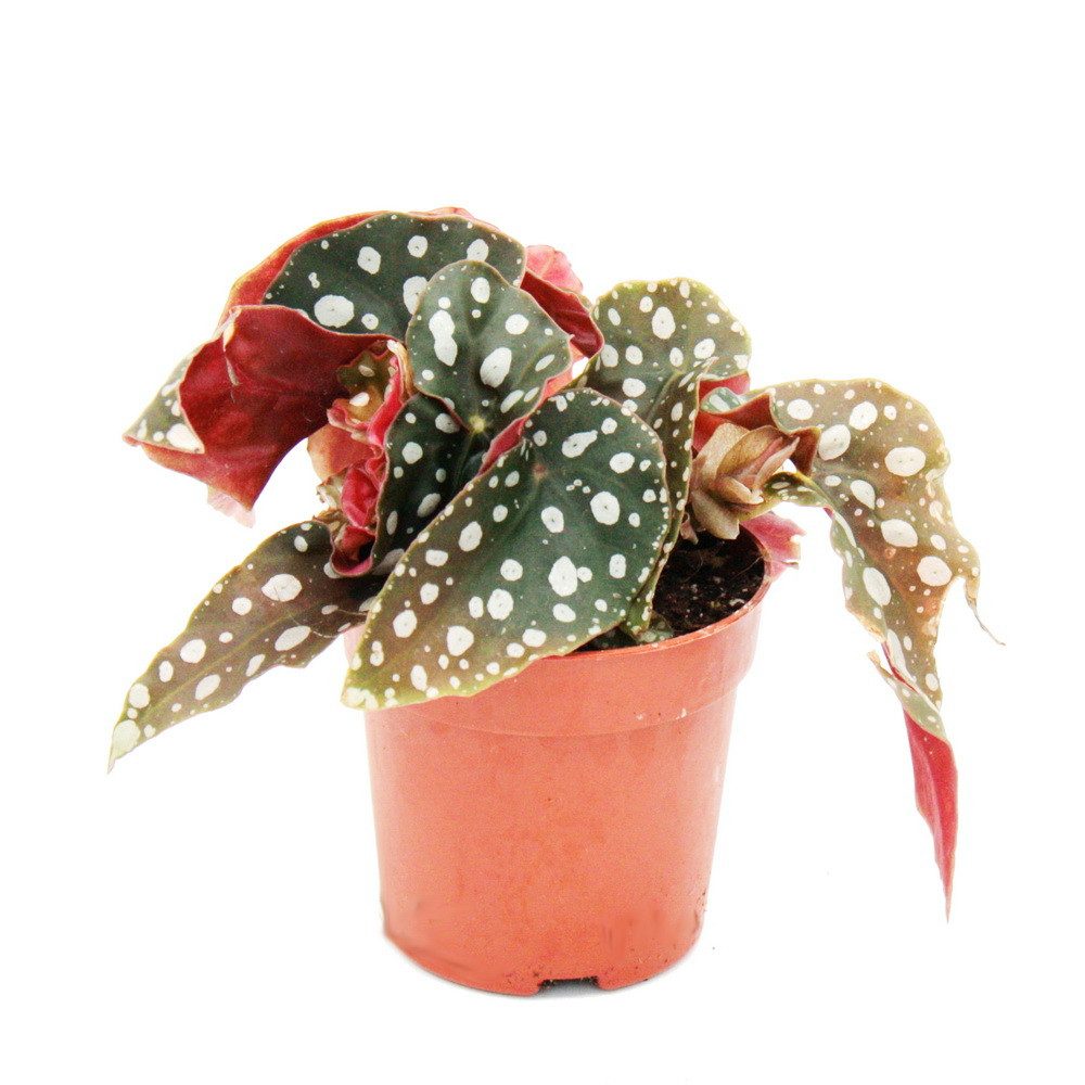 Exotenherz Zimmerpflanze Polka-Dot Begonie Mini Forellenbegonie Begonia maculata wightii 7cm