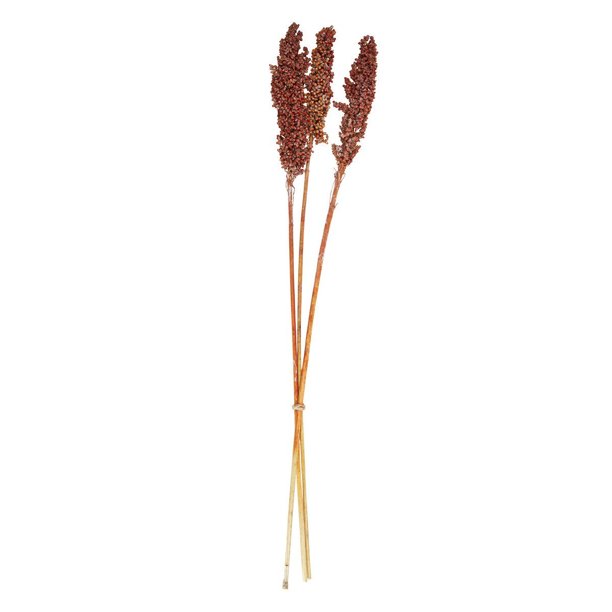 Trockenblume Elegante Sorghum-Hirse Trockenblumen für stilvolle Dekoration, 3 Stück, DIJK, Höhe 70 cm