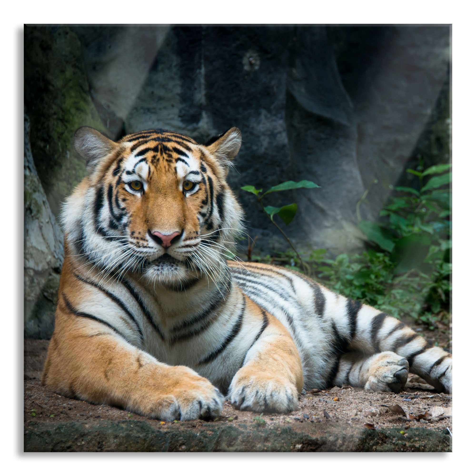 Pixxprint Glasbild Liegender Tiger, Liegender Tiger (1 St), Glasbild aus Echtglas, inkl. Aufhängungen und Abstandshalter