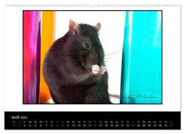 CALVENDO Wandkalender Ratte Ouille (Calendrier supérieur 2023 DIN A2 horizontal)