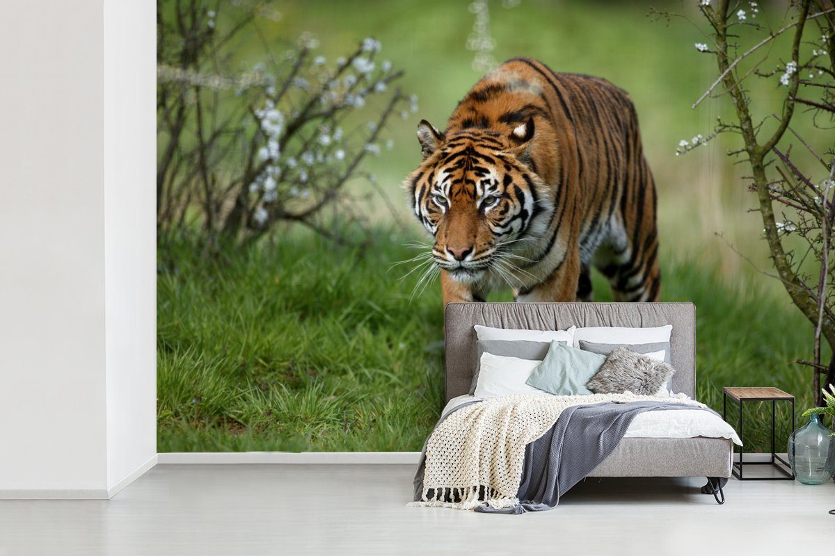 MuchoWow Fototapete Nahaufnahme Matt, Wallpaper Tapete Kinderzimmer, Schlafzimmer, Wohnzimmer, für bedruckt, eines Vinyl (6 St), Sumatra-Tigers
