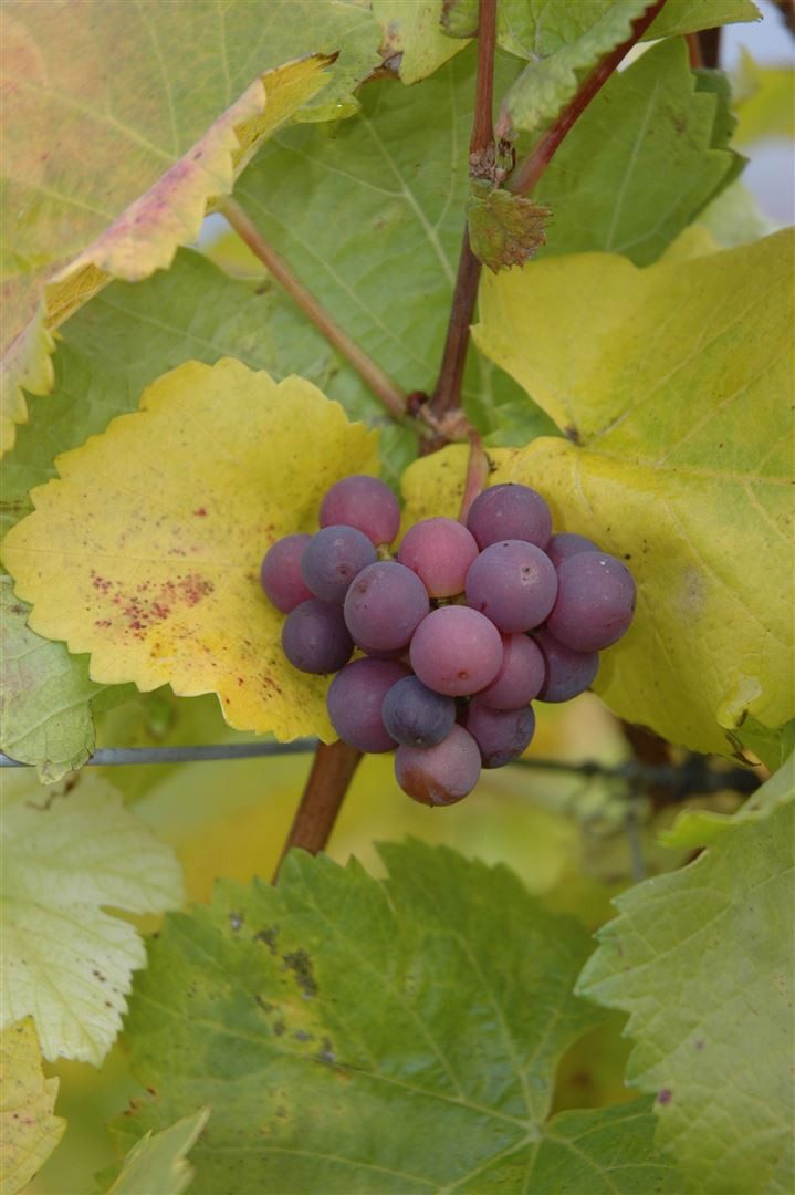 Pflanzen für Dich Obstpflanze Vitis vinifera rot kernlos, 1 St., Weinrebe, Tafeltraube, kernlos, rotfruchtig