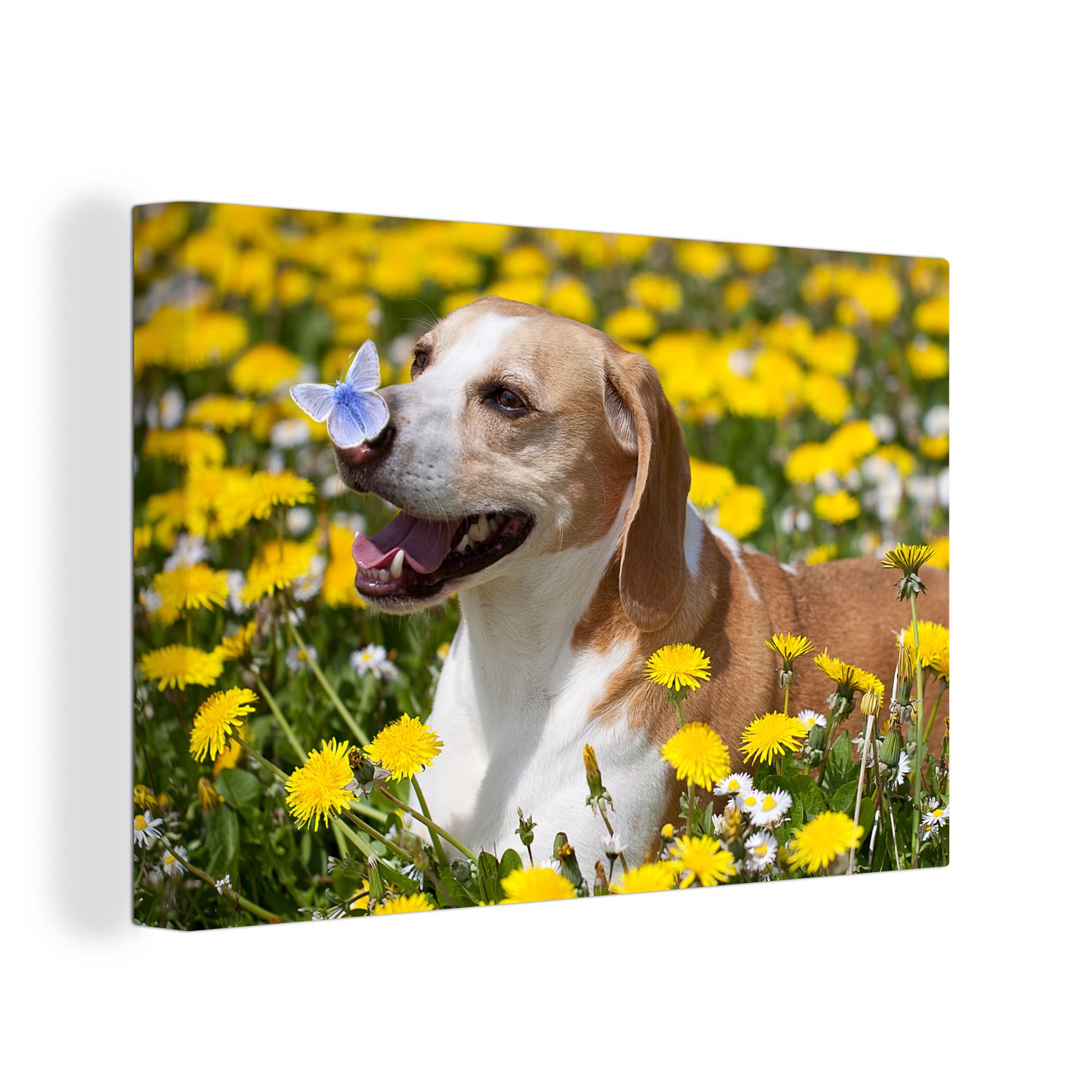 OneMillionCanvasses® Leinwandbild Schmetterling auf der Nase eines Beagles, (1 St), Wandbild Leinwandbilder, Aufhängefertig, Wanddeko, 30x20 cm