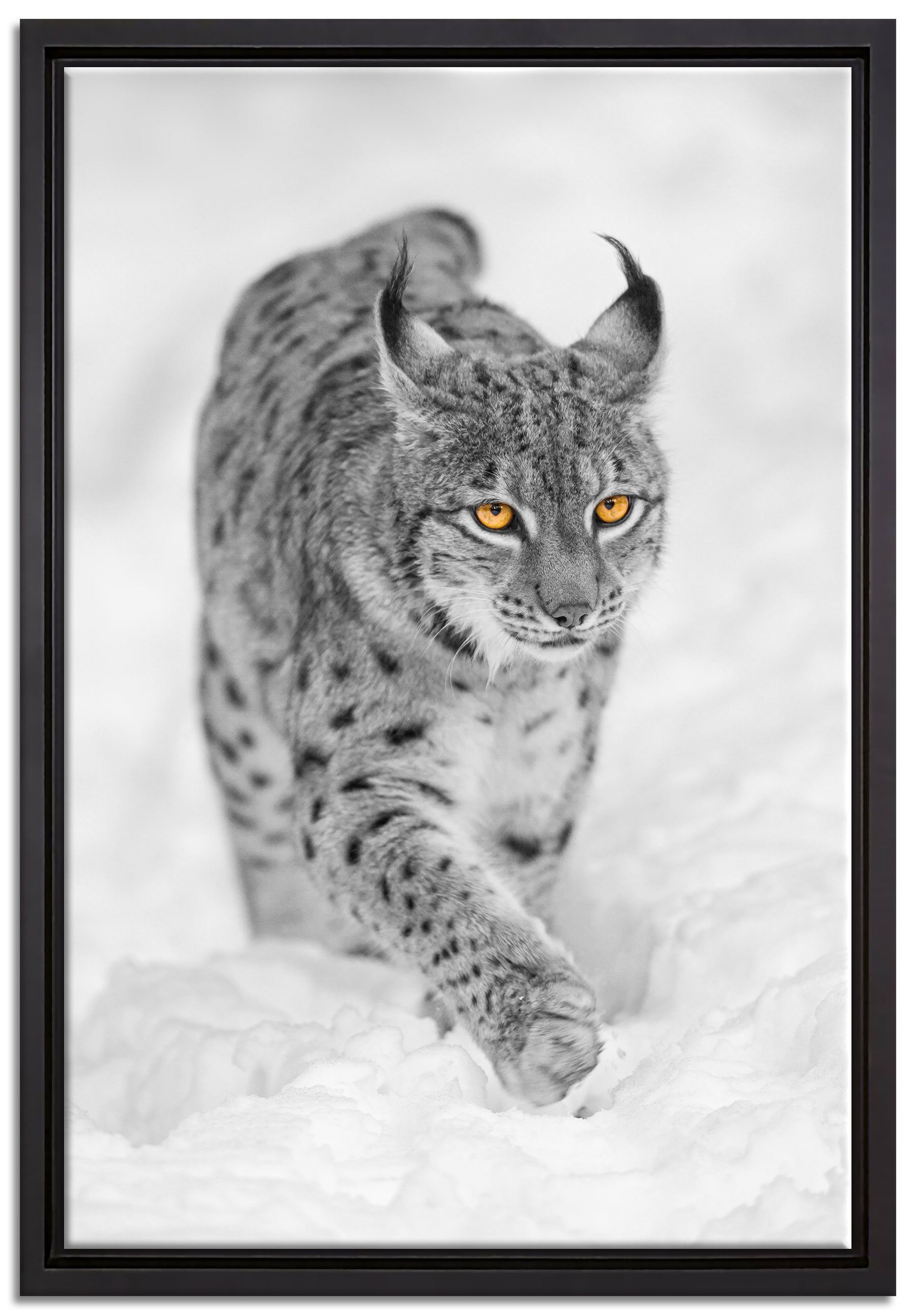 Pixxprint Leinwandbild wunderschöner Luchs im Schnee, Wanddekoration (1 St), Leinwandbild fertig bespannt, in einem Schattenfugen-Bilderrahmen gefasst, inkl. Zackenaufhänger. Reduzierter Preis € 29,95. Unverbindliche Preisempfehlung € 39,95