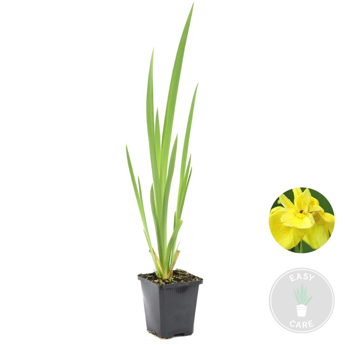 Bloomique Wasserpflanze Iris Pseudacorus, Schwertlilie, Teichpflanze, 15-25 cm, Topf 9 cm, 1 St.