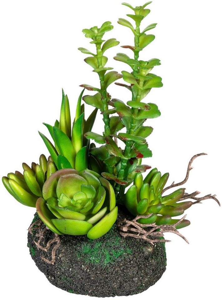 Künstliche Zimmerpflanze »Sukkulentenarrangement« Sukkulente, Creativ green, Höhe 16 cm, 4er Set-HomeTrends