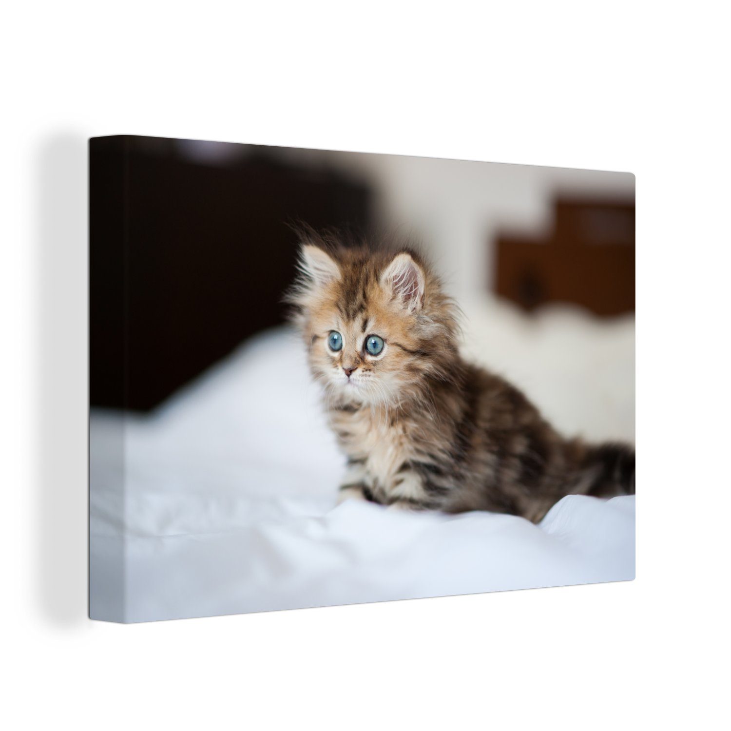OneMillionCanvasses® Leinwandbild Niedliches persisches Kätzchen, (1 St), Wandbild Leinwandbilder, Aufhängefertig, Wanddeko, 30x20 cm