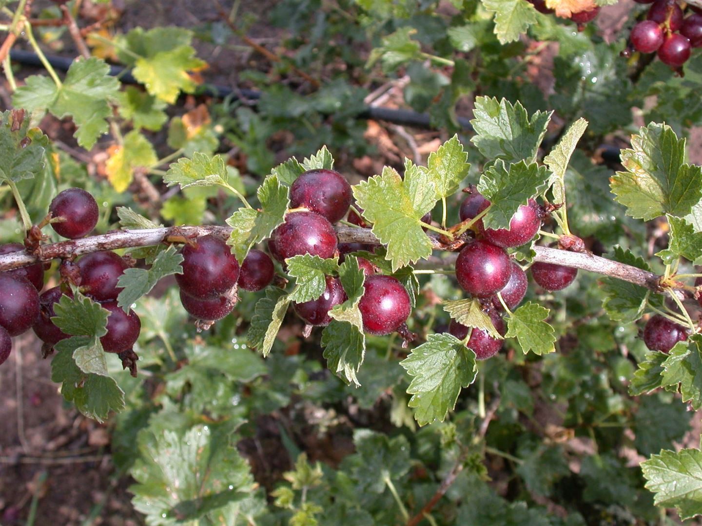Pflanzen für Dich Obstpflanze Ribes nidigrolaria Jostabeere, 1 St., Jostabeere, Jochelbeere, schwarzfrüchtig, vitaminreich