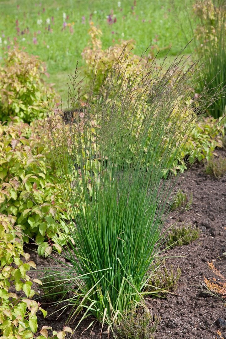 Pflanzen für Dich Gräser Molinia caer. Moorflamme, 1 St., Pfeifengras, herbstfärbung, horstbildend