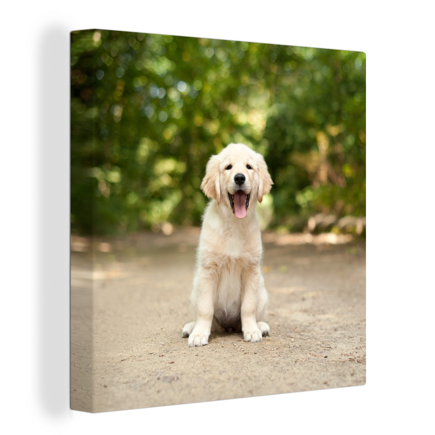 OneMillionCanvasses® Leinwandbild Labrador Retriever Welpe sitzt auf einem Waldweg, (1 St), Leinwand Bilder für Wohnzimmer Schlafzimmer