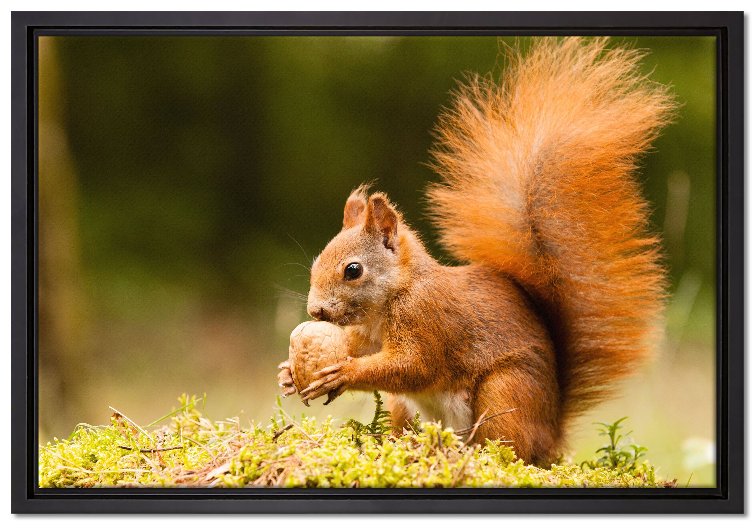 Pixxprint Leinwandbild Eichhörnchen mit Nuss, Wanddekoration (1 St), Leinwandbild fertig bespannt, in einem Schattenfugen-Bilderrahmen gefasst, inkl. Zackenaufhänger