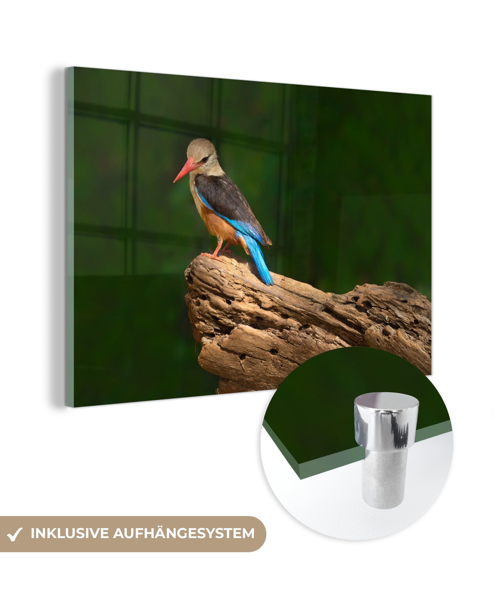 MuchoWow Acrylglasbild Schöner Graukopf-Eisvogel auf einem Baumstamm, (1 St), Acrylglasbilder Wohnzimmer & Schlafzimmer