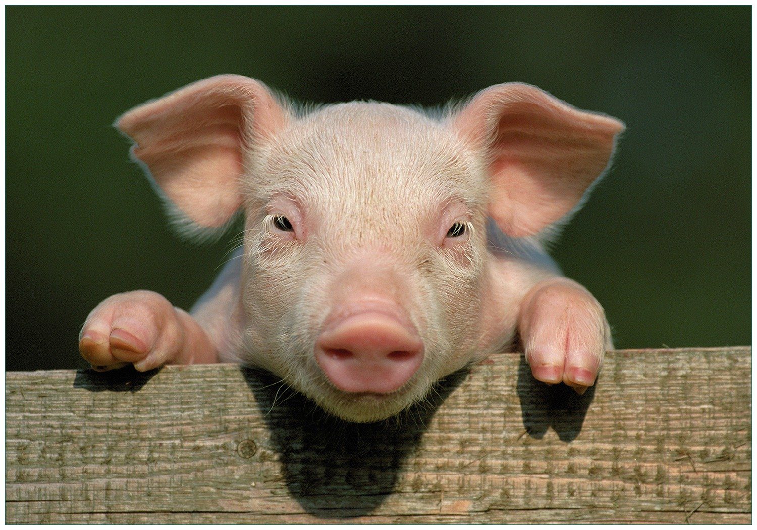Vliestapete Süßes Ferkel auf dem Bauernhof in Nahaufnahme