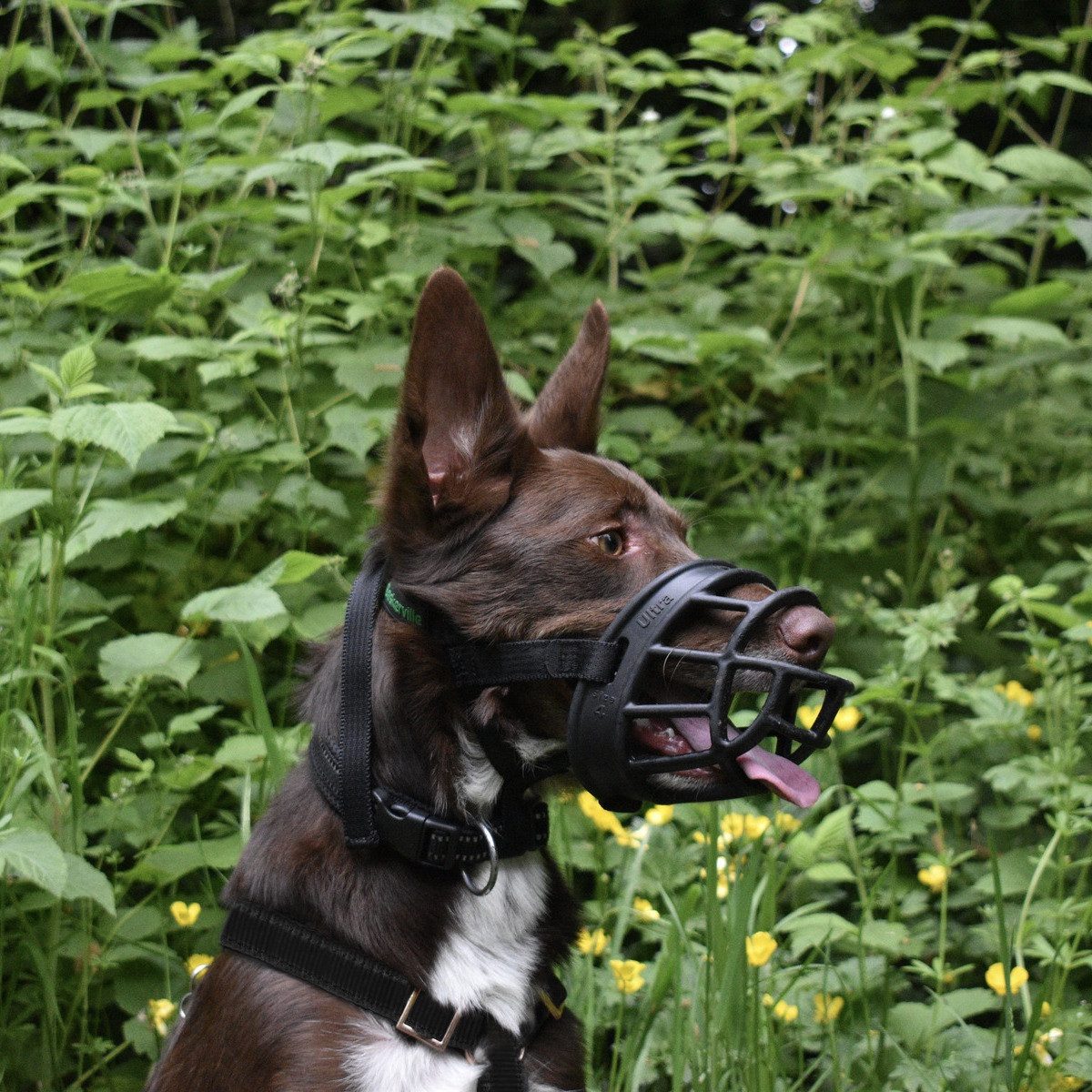 Company of Animals Maulkorb Maulkorb Baskerville Ultra Muzzle