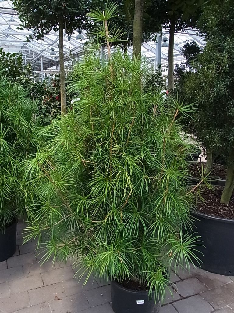 Garten von Ehren Konifere Sciadopitys verticillata, Containerware, 30-40 cm hoch