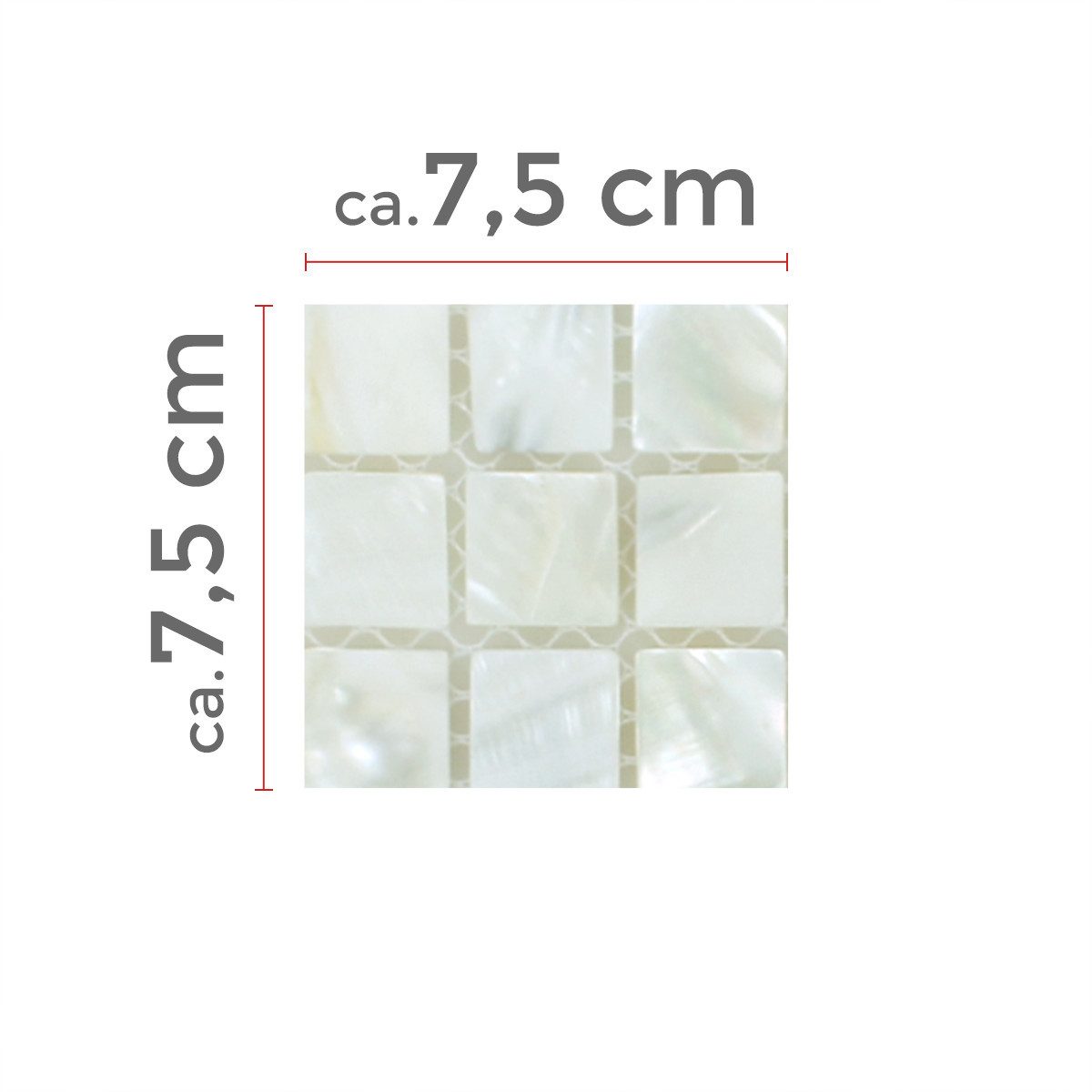 Mosafil Mosaikfliesen Muster von Mosaikfliesen Muschel Kordon, Muschel-Perlmutt 10.000x10.000, weiß, Verlegefertig auf ein Netz geklebt - Wasserfest