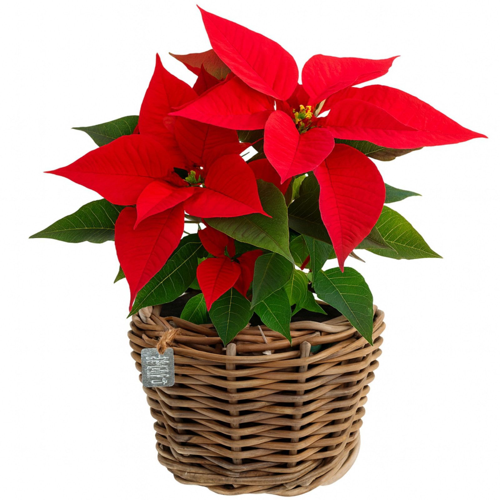 Van der Leeden Blumentopf Blumenkorb Pflanzkorb 27x20cm Rattan Weide Sylter günstig online kaufen