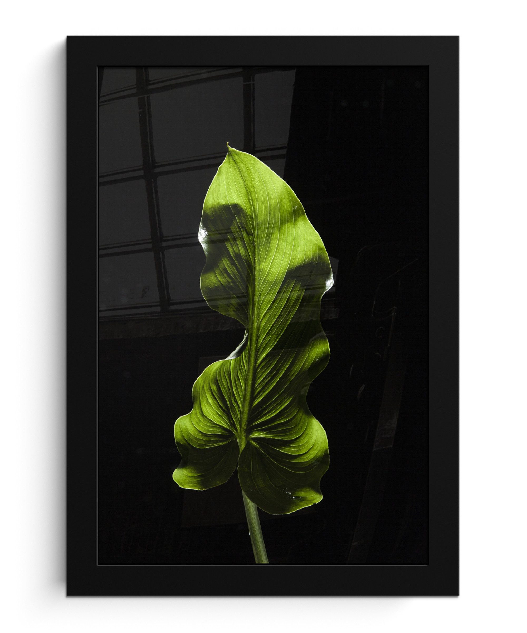 Poster Ein grünes Blatt auf schwarzem Hintergrund