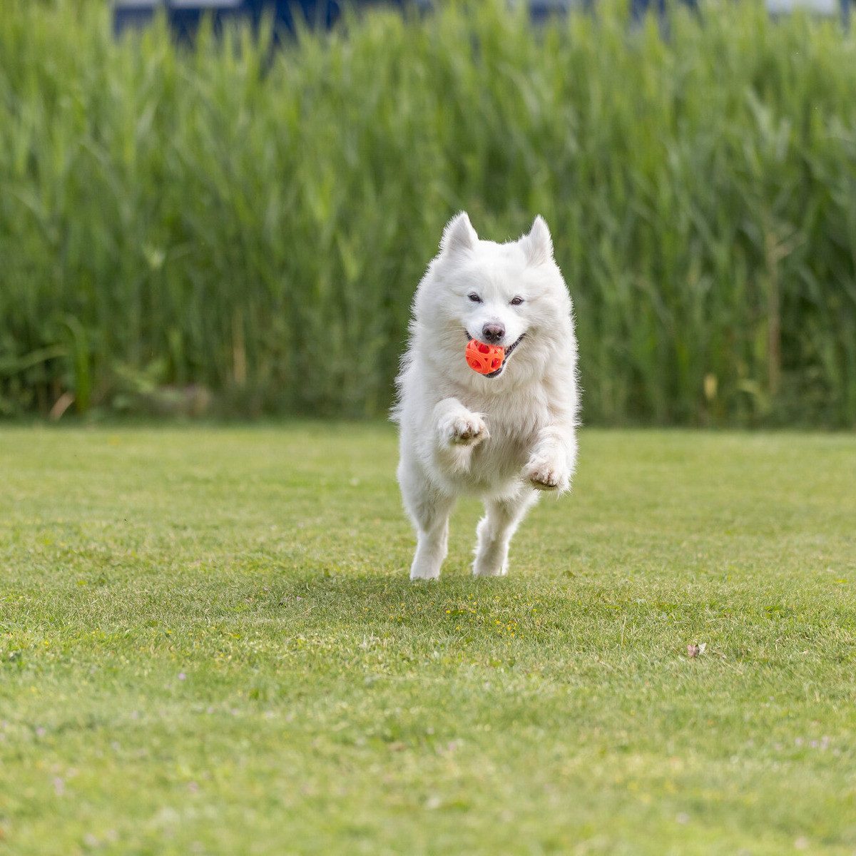 TRIXIE Tierball Hundespielzeug Wabenball orange