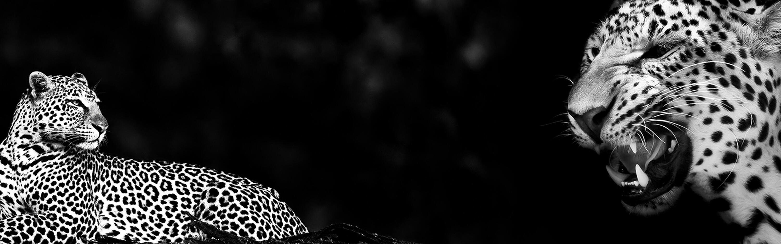 versch. Weiß Fauchen, Größen Küchenrückwand wandmotiv24 Hartschaum Leopard Premium Schwarz in (1-tlg), Nischenrückwand Raubkatze