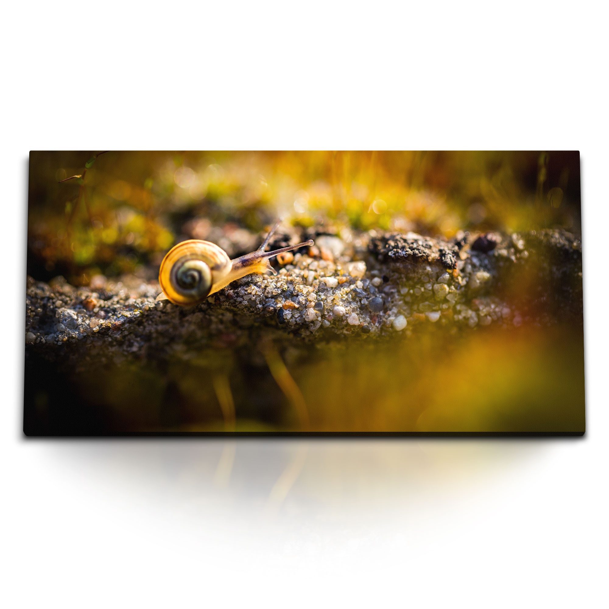 Leinwandbild Kunstdruck Bilder 120x60cm Schnecke Fotokunst Makro Natur Tierfotograf