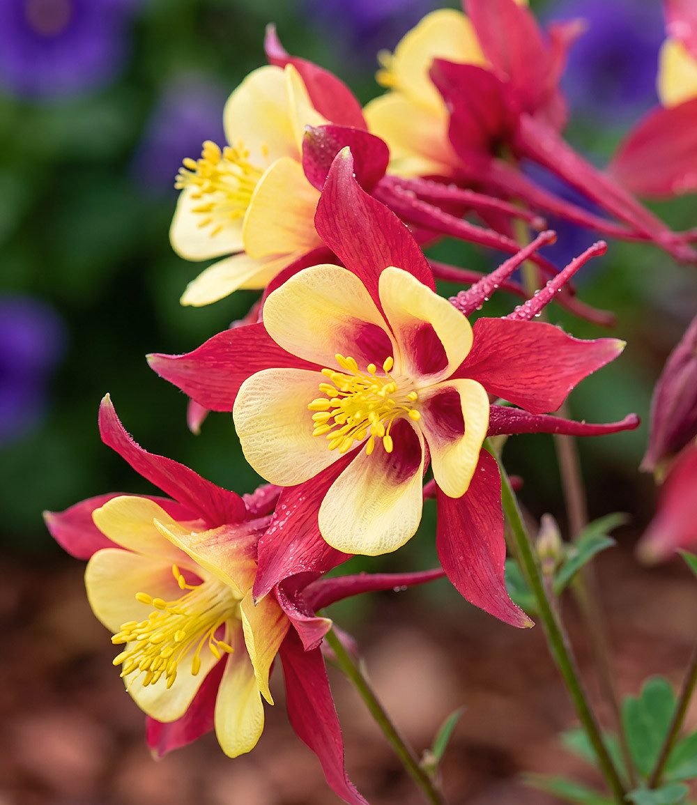 BALDUR Garten Staude Akelei 'Earlybird® Red Yellow', 6 St., Einzigartiig,winterhart, mehrjährig, pflegeleicht – Bild 2 von 2