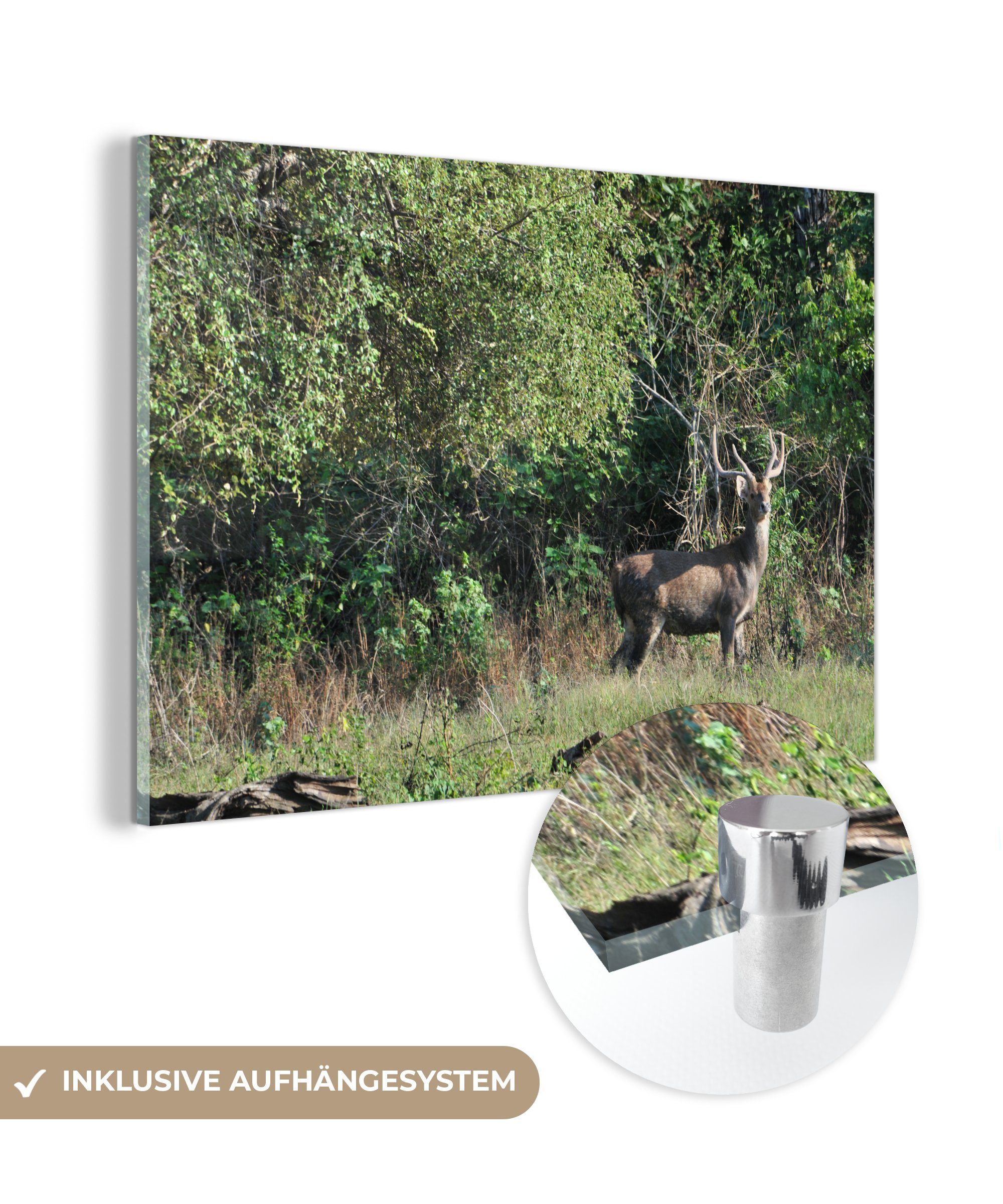 MuchoWow Acrylglasbild Wilde Hirsche sind in der Landschaft des Baluran-Nationalparks zu, (1 St), Acrylglasbilder Wohnzimmer & Schlafzimmer