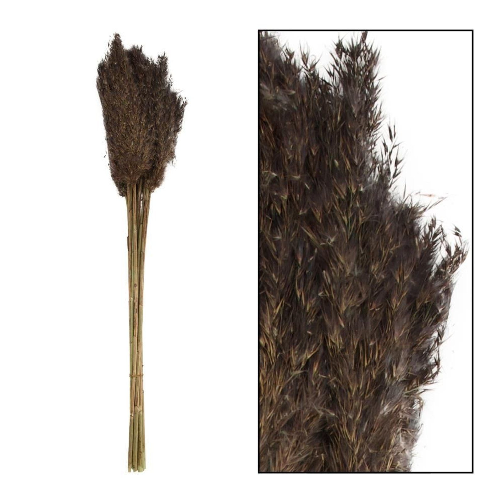 Pfahlrohr - DIJK - dunkelgrün Trockenblume - Arundo Wild 75 - donax Stück, 10 plume reed cm