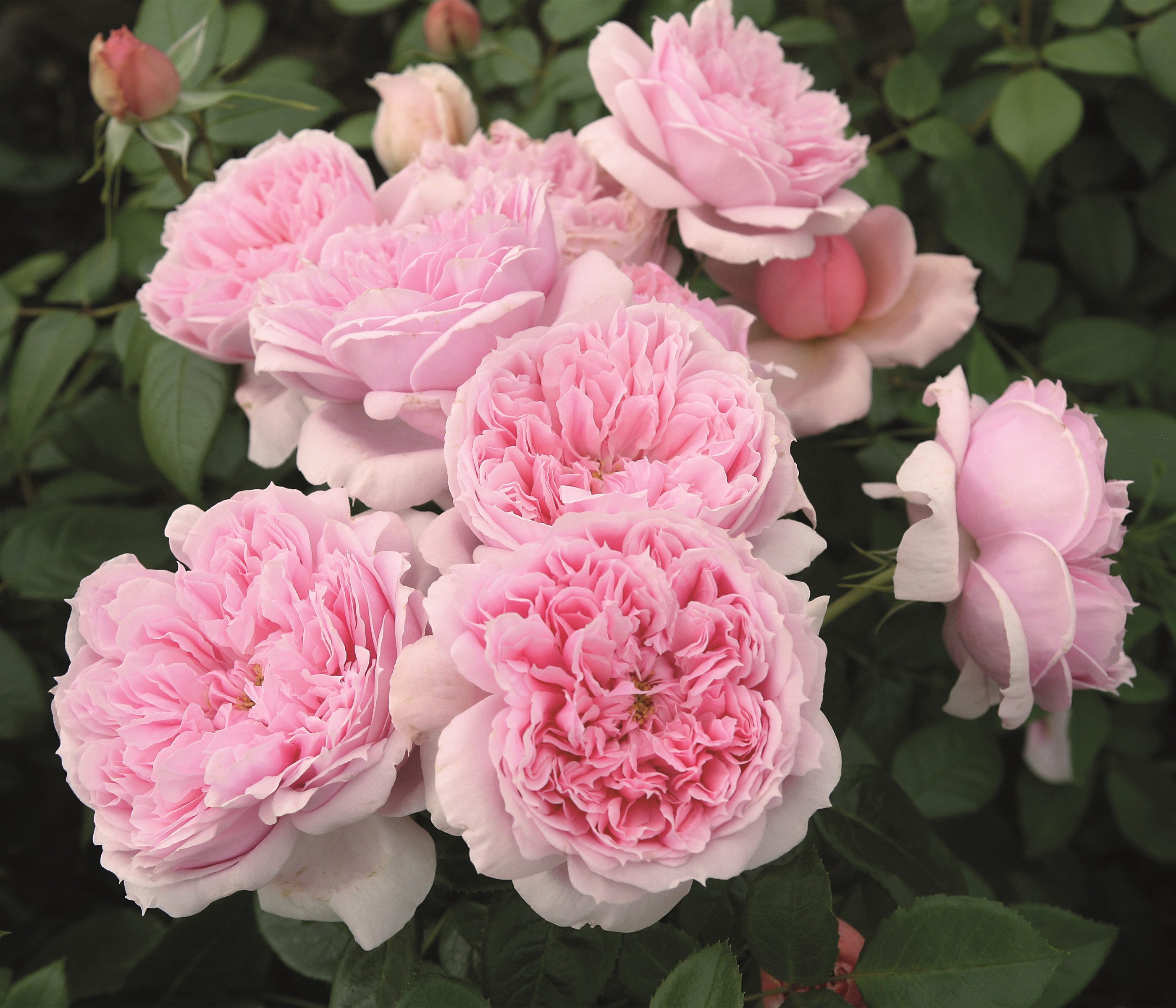Dehner Rose Edelrose Schöne Maid®, rosa Blüten, duftend, dicht gefüllt und duftend, Züchter Tantau