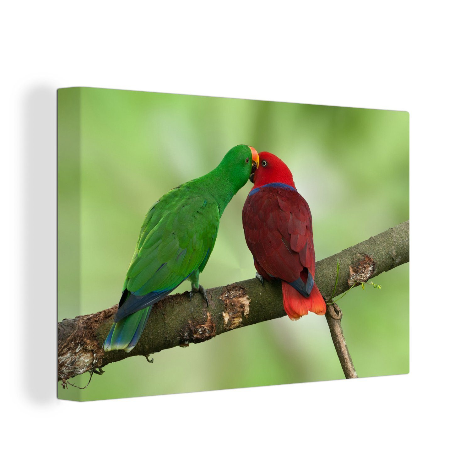 OneMillionCanvasses® Leinwandbild Zwei rotbeinige 30x20 kuscheln Leinwandbilder, Ast auf cm miteinander, einem Wanddeko, Wandbild Aufhängefertig, St), Papageien (1