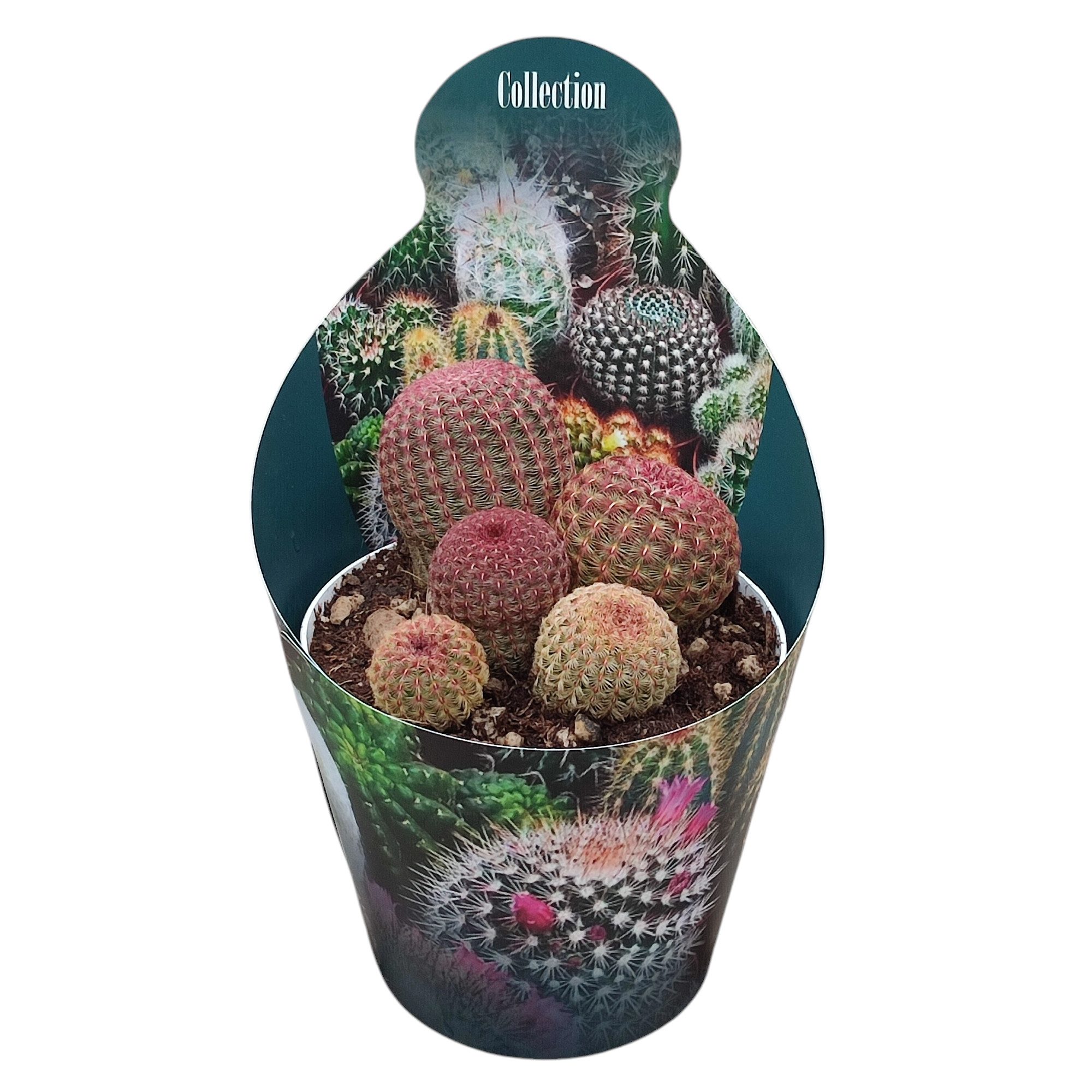 Exotenherz Kaktus Echinocereus rigidissimus rubrispinus Rarität 14cm Topf