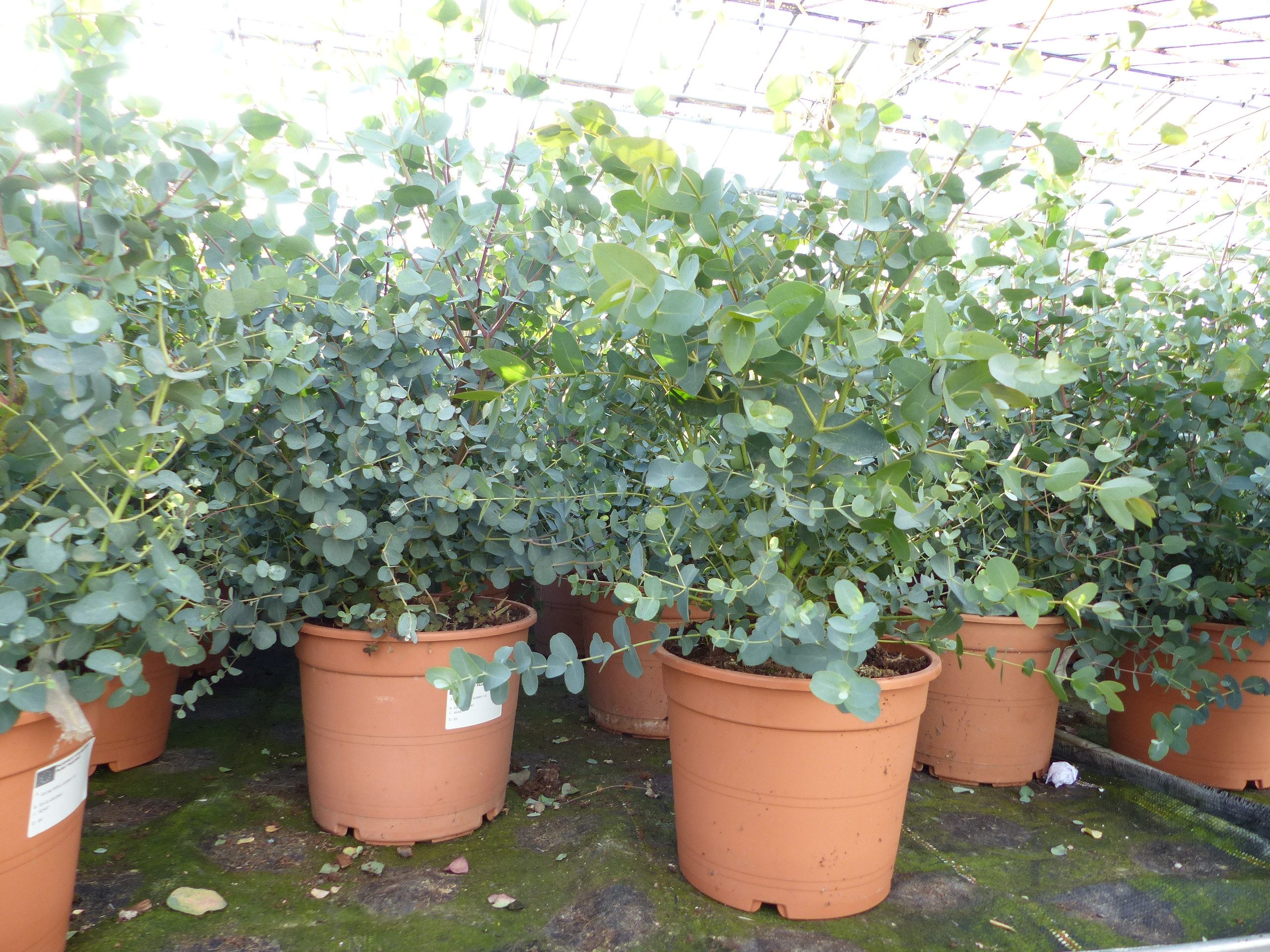 gruenwaren jakubik Gehölze 2x XXL Eucalyptus Busch Eukalyptusbaum 40 - 60 cm, Pflanze winterhart